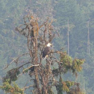 BCcanada_16
